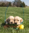 Golden Retriever Puppies 3 male and 1 female